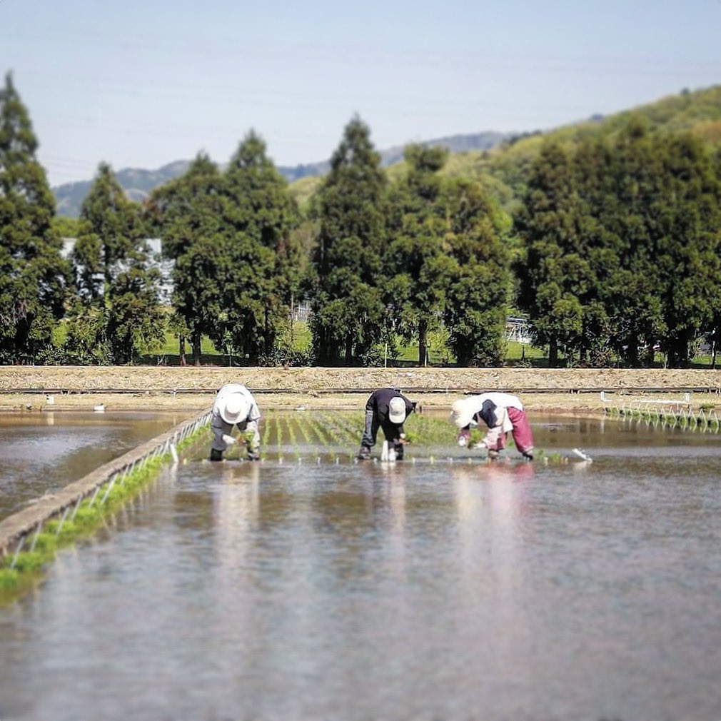 ichihomare's tweet photo. いよいよ今年の田植えが始まりました🌾✨
お天気にも恵まれて幸先の良いスタート(*^^*)☀️
これから約1カ月、頑張ります‼️
#いちほまれ #福井 #農業試験場 #田植え #美味しいお米 https://t.co/b7QeRrpXyO
