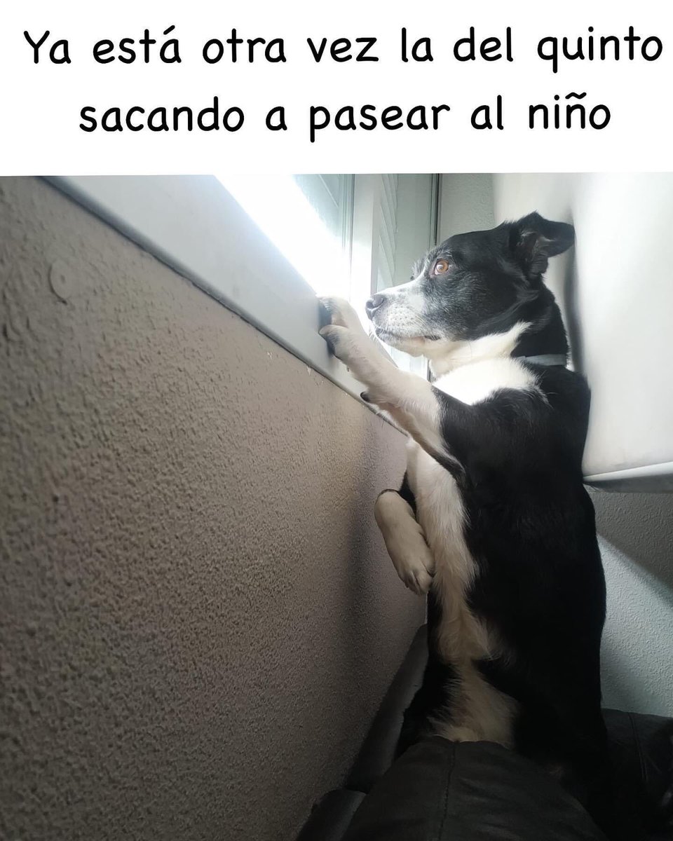 bannanart's tweet photo. María Batgs me ha estado  enviando fotos de su perro Turbo. Y es un meme viviente, así que necesito hacer público a este perro 😂 

#meme #perro #viejadelvisillo https://t.co/8A3Rol2GP8