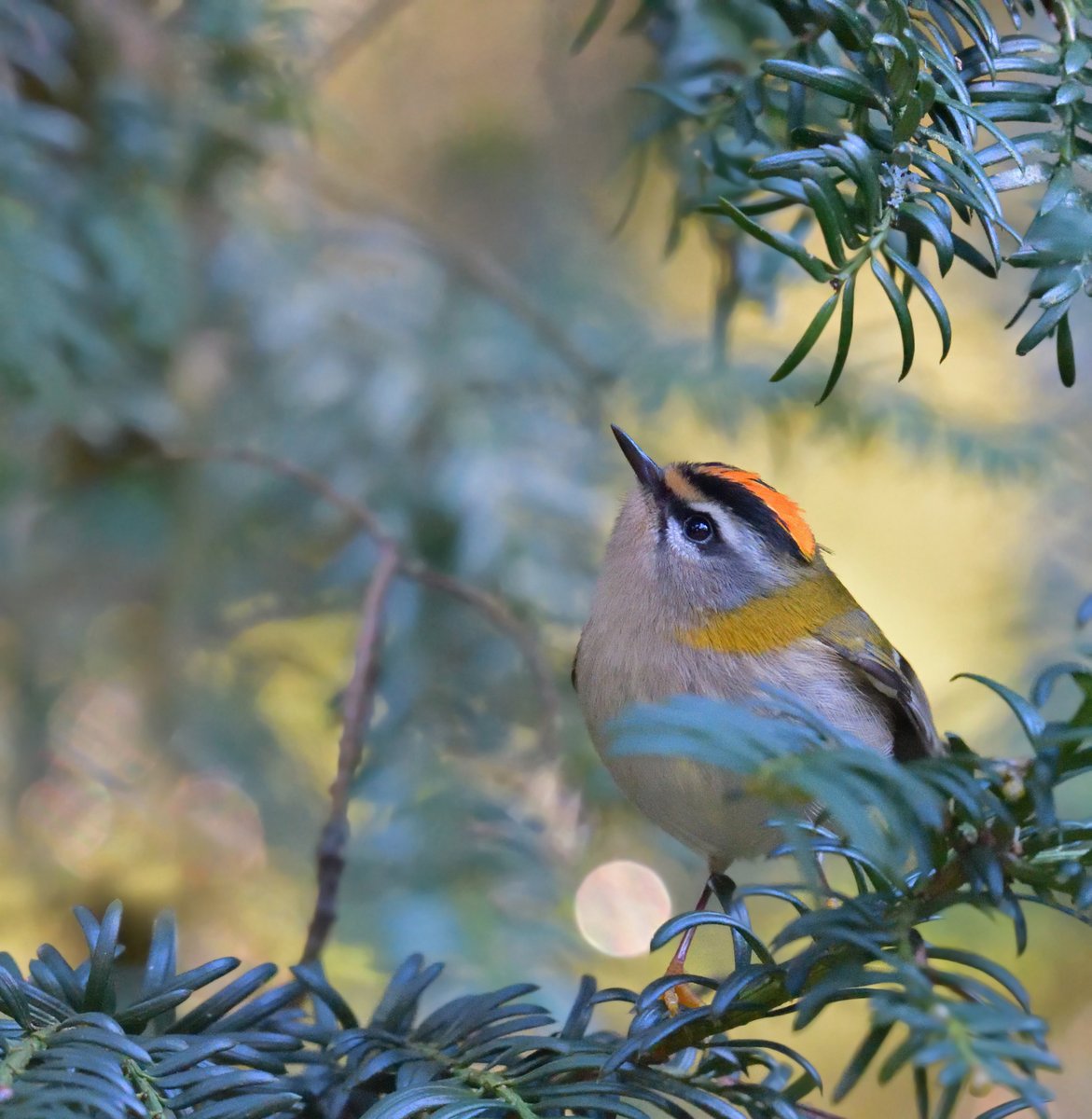 KHRimages's tweet image. (pre-lockdown) #Firecrest #Thetfordforest @Natures_Voice