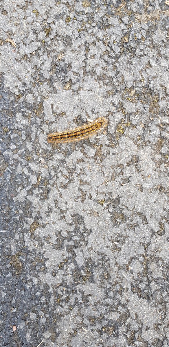 Lucy Gaizely tweet media