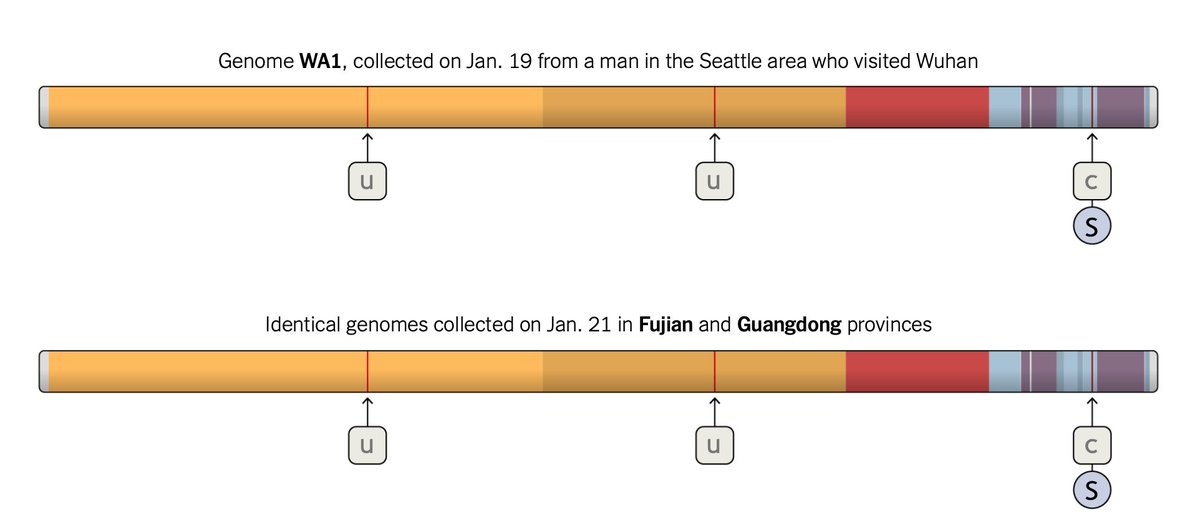 Eric Topol (@erictopol) on Twitter photo Fortunately, there are no new strains of #SARSCoV2. Just changes in the letters of its RNA, a slow evolution, that enables precise genomic detective work, tracking of spread from one place to another. A great explainer: nytimes.com/interactive/20… <a href="/13pt/">Jonathan Corum</a> <a href="/carlzimmer/">Carl Zimmer</a> <a href="/NYTScience/">NYT Science</a> Fortunately, there are no new strains of #SARSCoV2. Just changes in the letters of its RNA, a slow evolution, that enables precise genomic detective work, tracking of spread from one place to another. A great explainer: nytimes.com/interactive/20… <a href="/13pt/">Jonathan Corum</a> <a href="/carlzimmer/">Carl Zimmer</a> <a href="/NYTScience/">NYT Science</a>
