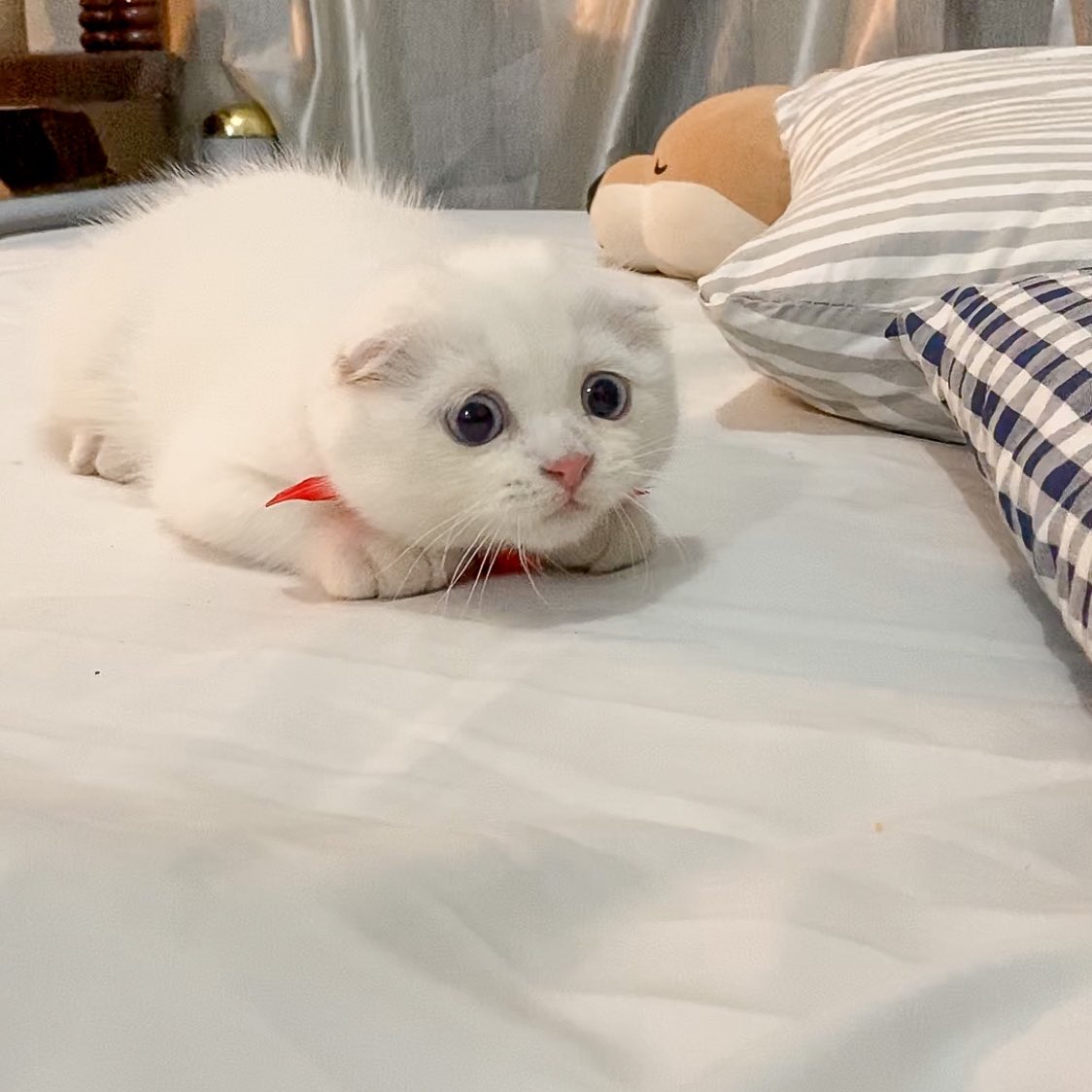 ૮꒰˵• ﻌ •˵꒱ა tweet media