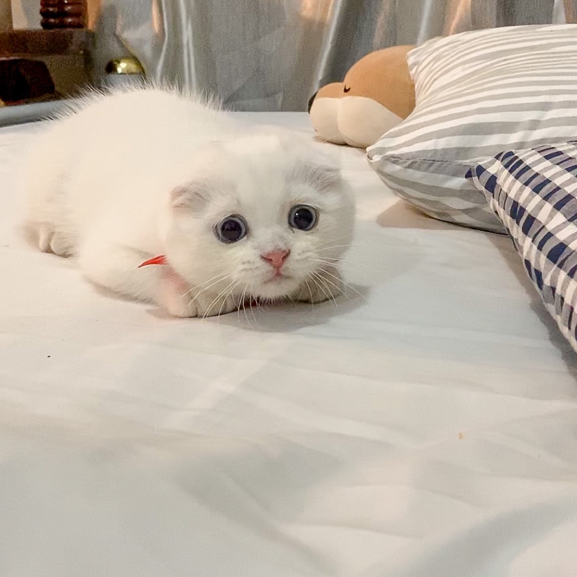 ૮꒰˵• ﻌ •˵꒱ა tweet media