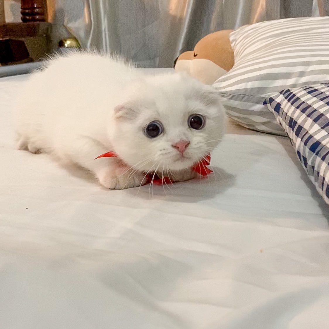 ૮꒰˵• ﻌ •˵꒱ა tweet media