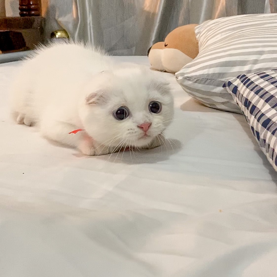 ૮꒰˵• ﻌ •˵꒱ა tweet media