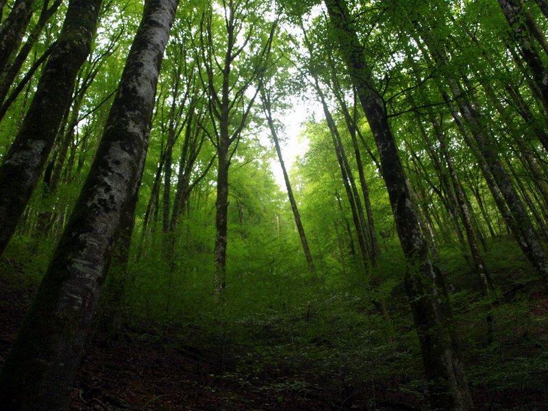 NavarraalNatura's tweet photo. En la próxima crisis, las mascarillas serán los árboles y los respiradores serán los bosques. En la próxima crisis confinarnos no servirá de nada, tampoco hay vacuna ni tratamiento. El resultado de la próxima crisis se está decidiendo ahora. Y vamos perdiendo.
#CambioClimático https://t.co/s5rT7S98se