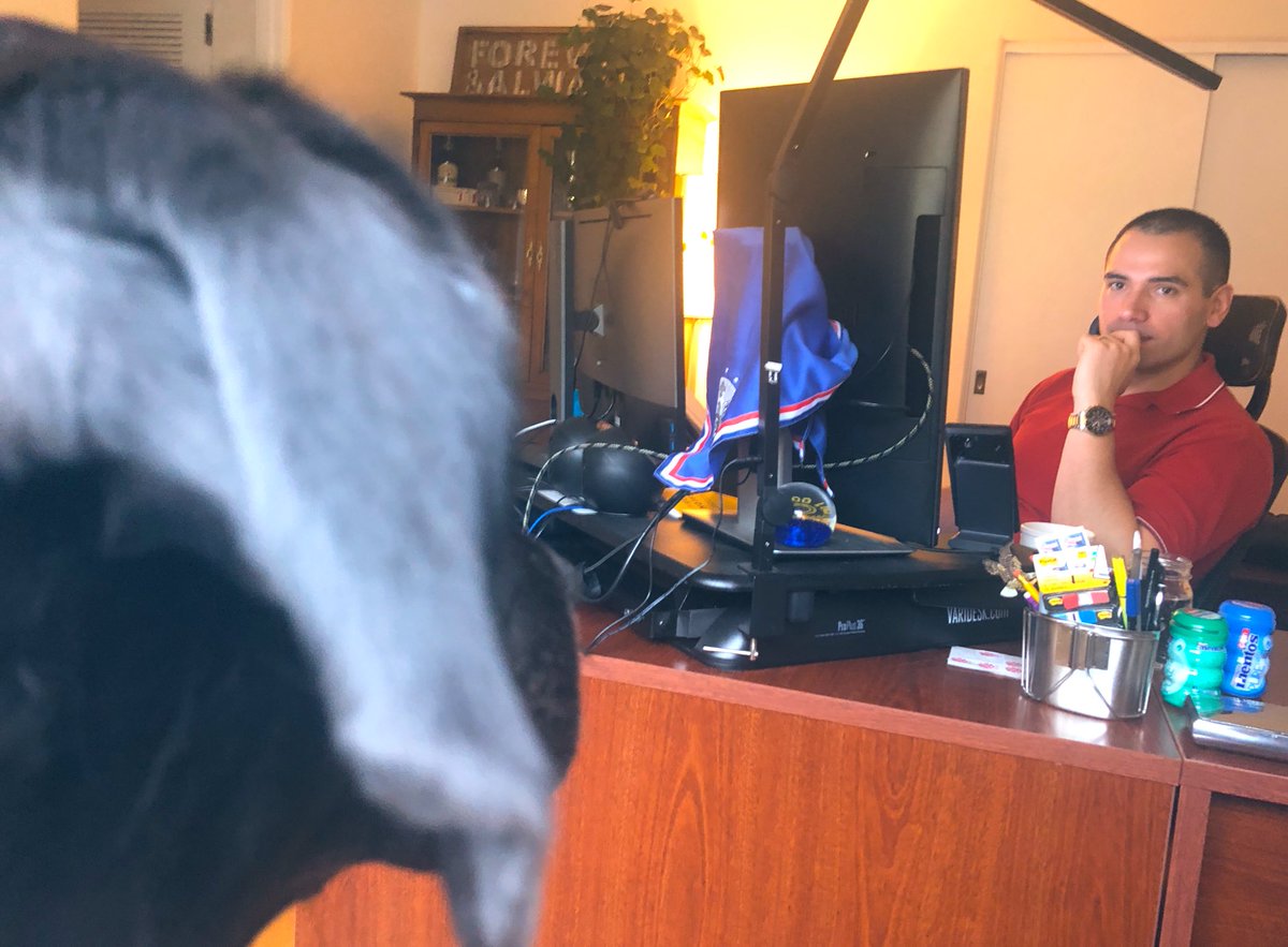 MeghanKDKA's tweet photo. Bailey is watching from the window seat, making sure @CarlJSpindler stays focused and productive this Thursday!  #workfromhomelife #workfromhomedogs #workfromhomemusts https://t.co/dDV8QARR0K