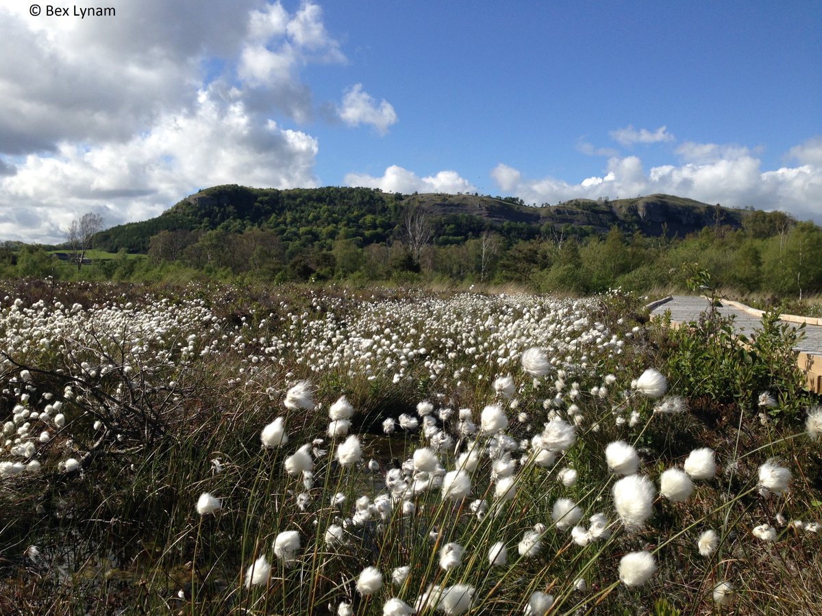 cumbriawildlife's tweet photo. How is Cumbria's wildlife faring during lockdown? What challenges remain for wildlife, post-lockdown? Don't miss our Head of Conservation David Harpley talking about this at 6.30pm tonight on @BBCNWT with @JudyHobson01  #joinusfromhome #WilderCumbria https://t.co/Al5olLXbVp