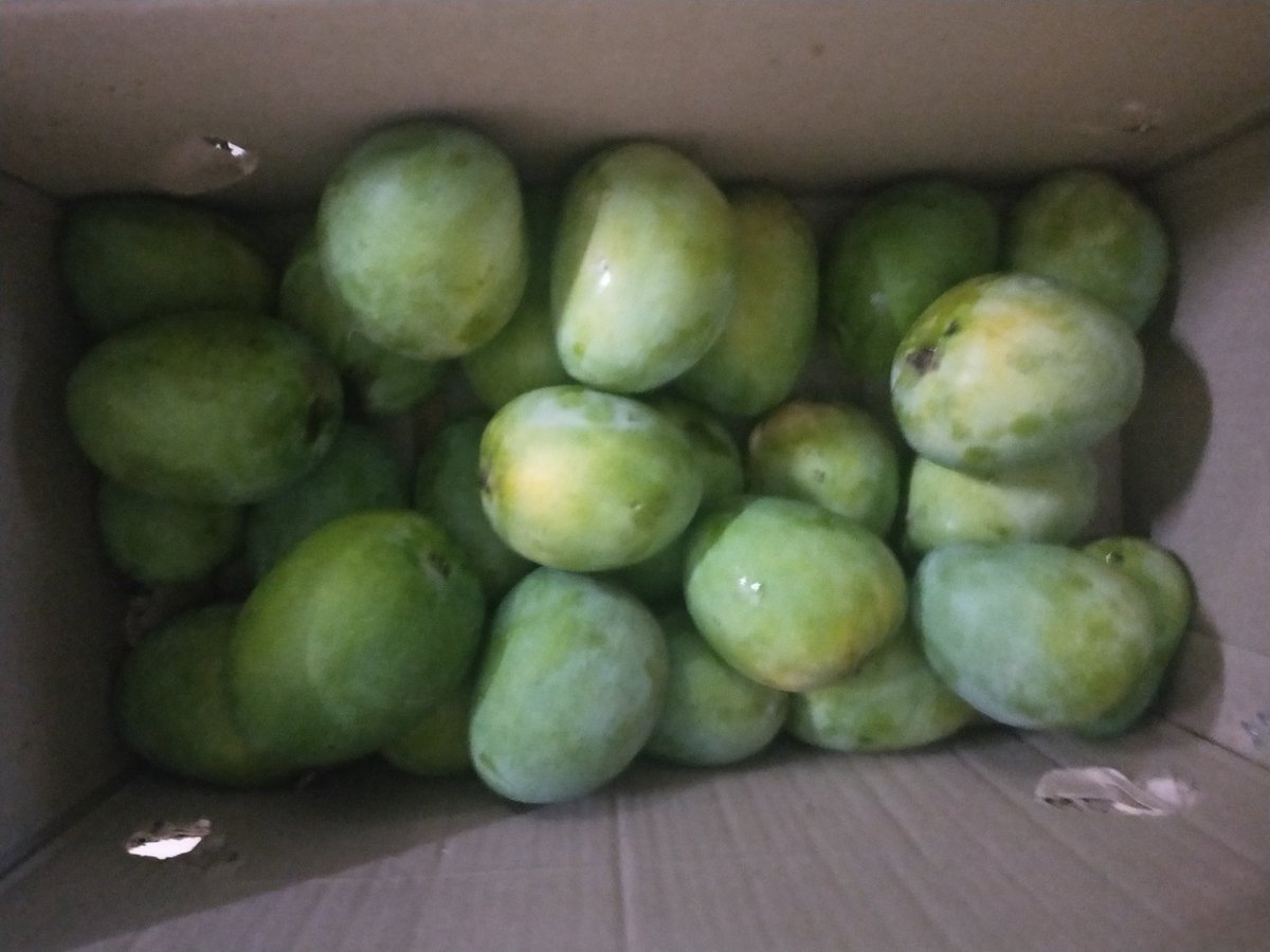 tallboykarthik's tweet photo. Got my 5kgs #alphonso #mangoes home delivered for Rs 500 from #EThottam . Highly recommended @prithinarayanan @ashwinravi99
Neatly packed in a carton. https://t.co/iMOwyyFebK
