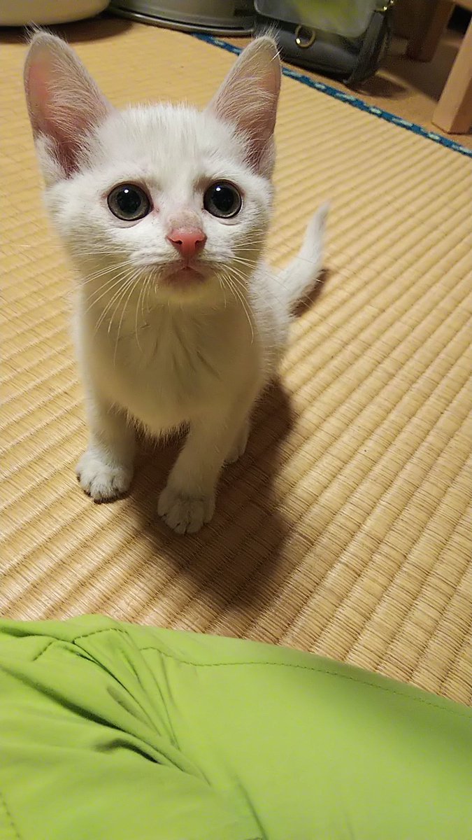 やってしまった 子猫さんを拾った方のツイートにアドバイスやビフォーアフター画像が寄せられる どれくらいオラつくか貼っときますね Togetter