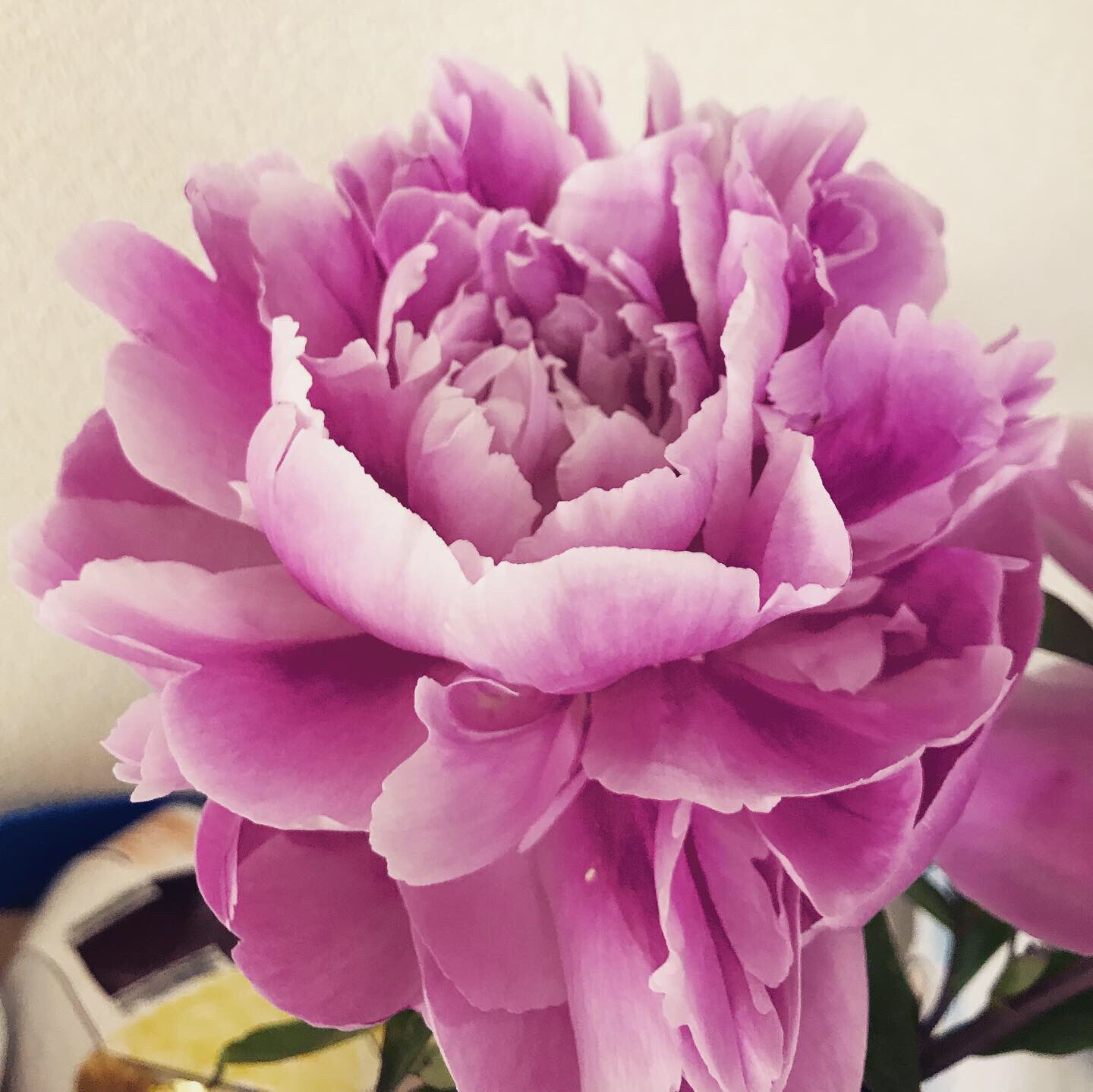 杉本ゆうこ 婚活マインドアップコーチ みぶちさんの芍薬買ってよかった 800円 と送料 でこんなに楽しめるお花だとは知りませんでした 芍薬 花言葉 白 幸せな結婚 久山町 みぶち芍薬園 T Co Pkrkhjl0fa Twitter