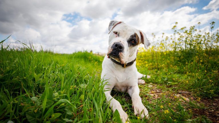 ESIsrael21c's tweet photo. La israelí Elinor Roizman ganó recientemente el primer premio en la categoría de “Perros Jugando” del concurso Fotógrafo de perros del año, organizado por el Kennel Club británico. https://t.co/SwB9yYwNRO Orgullo para #Israel #DiaDelAnimal #FueAyer https://t.co/VloXJepQAg
