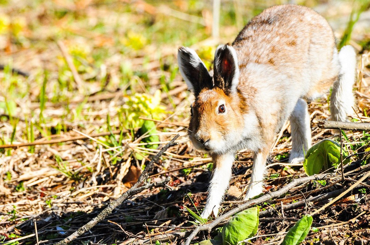 リアラン 畑仕事の休憩中 3羽の野生のウサギが 遊びに来てくれました 目の前をチョロチョロして 歩いたり 走ったり ジャンプしたり 可愛い姿に癒されました いーべや北海道 コロナなんかに負けられねぇ 野生のうさぎ 仕事場での癒し 可愛らしい