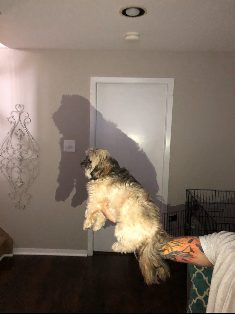 MissSchmidt_KL1 tweet media