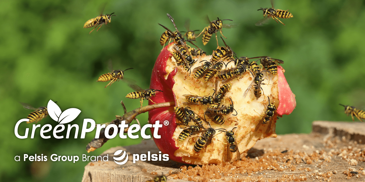 GreenProtect_'s tweet photo. Did you know that it is only female wasps which sting?! Protect your garden with the Green Protect Wasp & Flying Insect Trap. For more information, call the team on 0800 988 5359. #GreenProtect #TheGreenWay #EcoConscious https://t.co/5HKbkR3Rnr https://t.co/2OHTRdgwcT