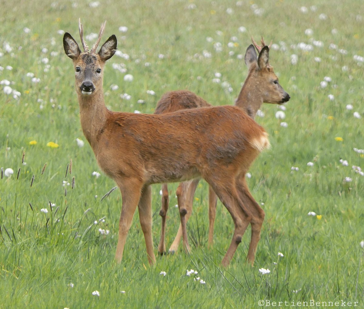 Bertien Benneker 📸 tweet media