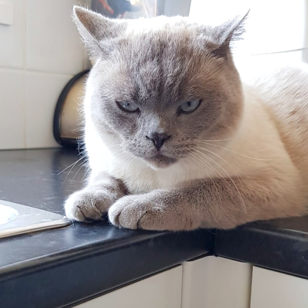 Woke meowmy at 4.30am, just wanted cuddles but don't tell anyone! I have a reputation to uphold 💙😹 #Cuddles #CatsOfTwitter #beautiful