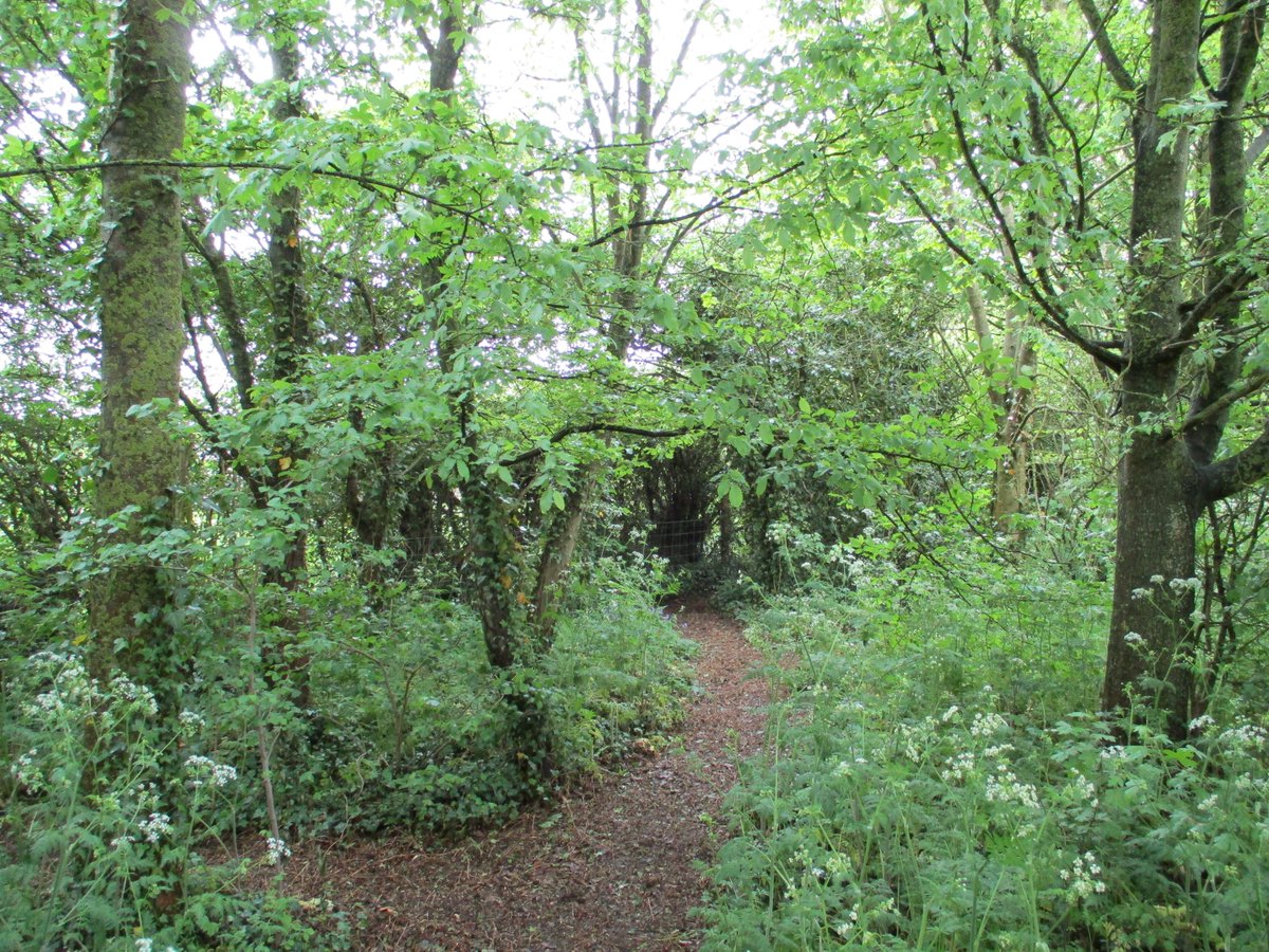SueCooperBridge's tweet photo. Moments of peaceful solace in our copse which we planted 29 years ago. #trees #bluebells #springfoliage https://t.co/rvdTePti6H