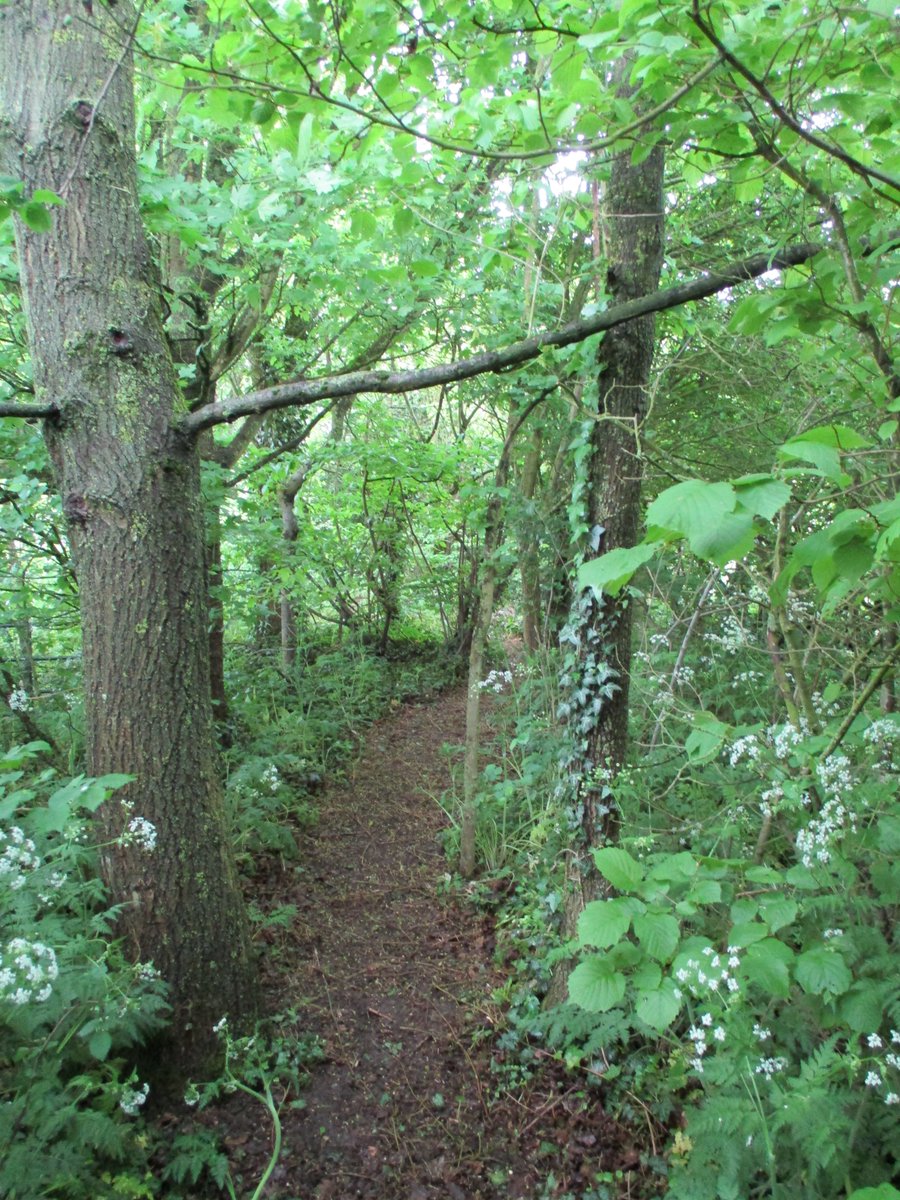 SueCooperBridge's tweet photo. Moments of peaceful solace in our copse which we planted 29 years ago. #trees #bluebells #springfoliage https://t.co/rvdTePti6H