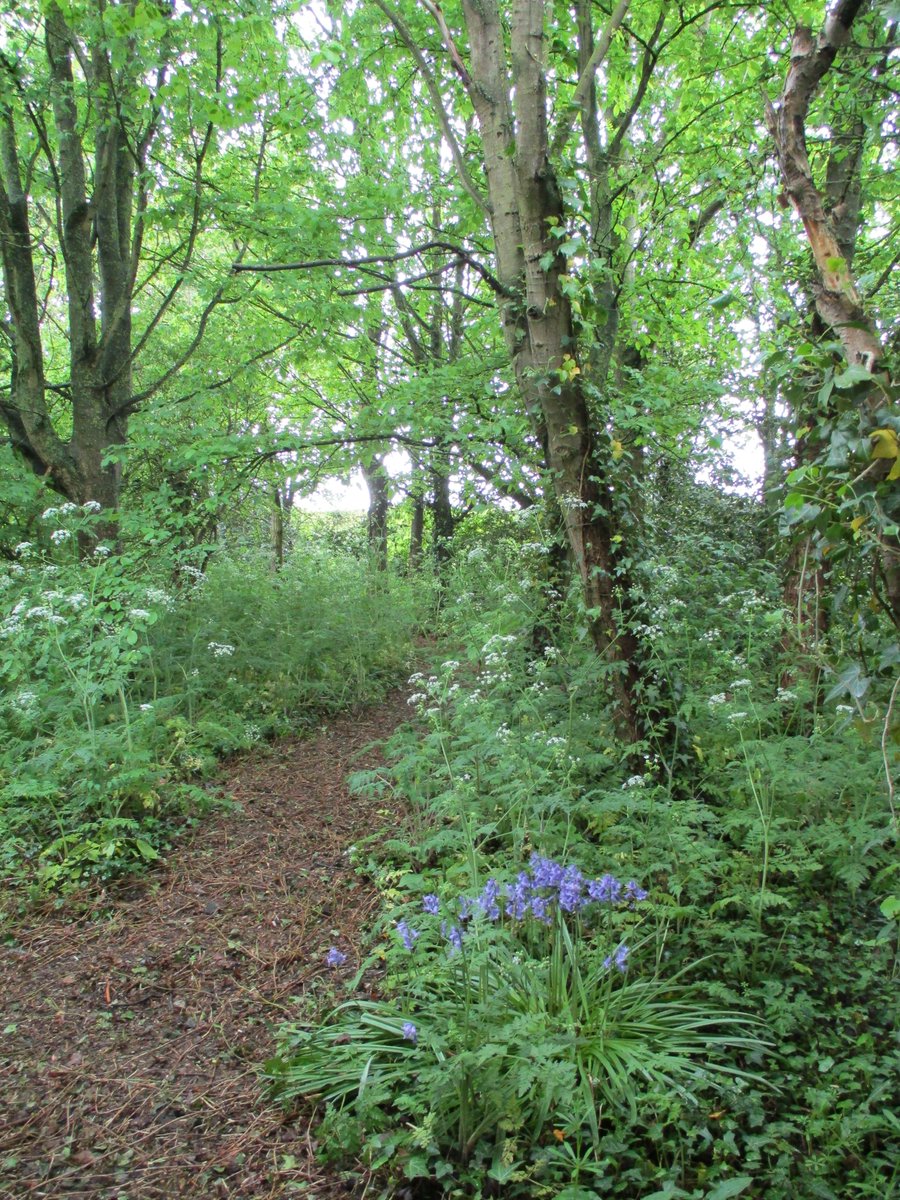 SueCooperBridge's tweet photo. Moments of peaceful solace in our copse which we planted 29 years ago. #trees #bluebells #springfoliage https://t.co/rvdTePti6H