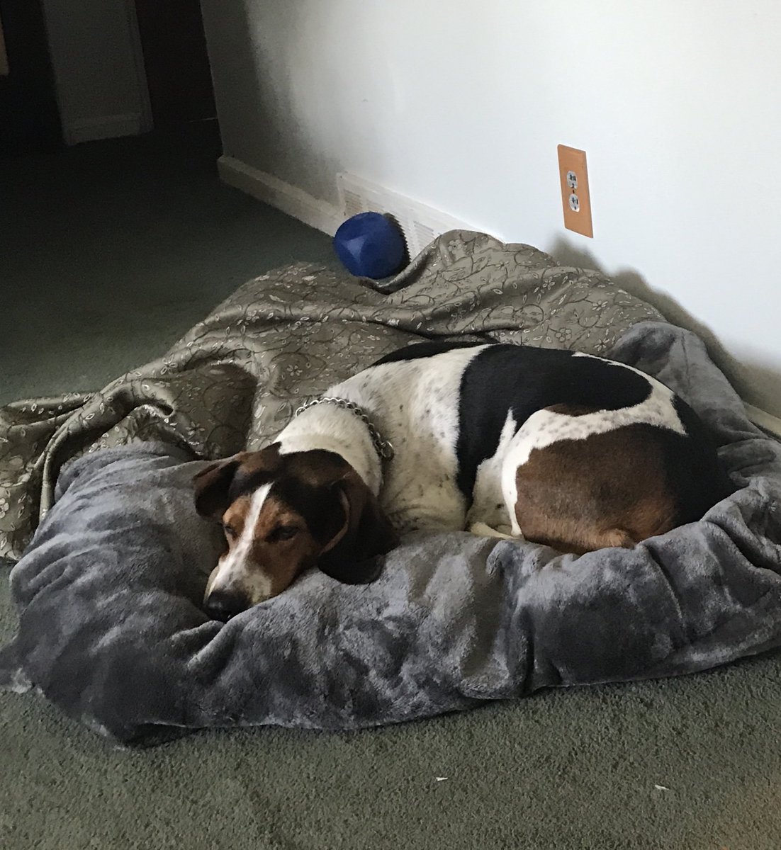 WHRHighSchool's tweet photo. Mrs. Devivo's is a little tired this morning after a walk. Her co-worker will not be a distraction for a while! #StreaksInIsolation @WHstudco #WHRHSPride https://t.co/9xTW3WgOj2