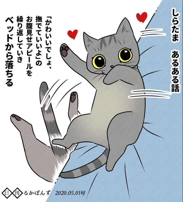 【毎日更新/猫マンガ】1コマ漫画、可愛くお腹見せポーズをする猫によくある現象。#保護猫3兄妹 #猫 #ねこ漫画 #コミックエッセイ #猫まんが 