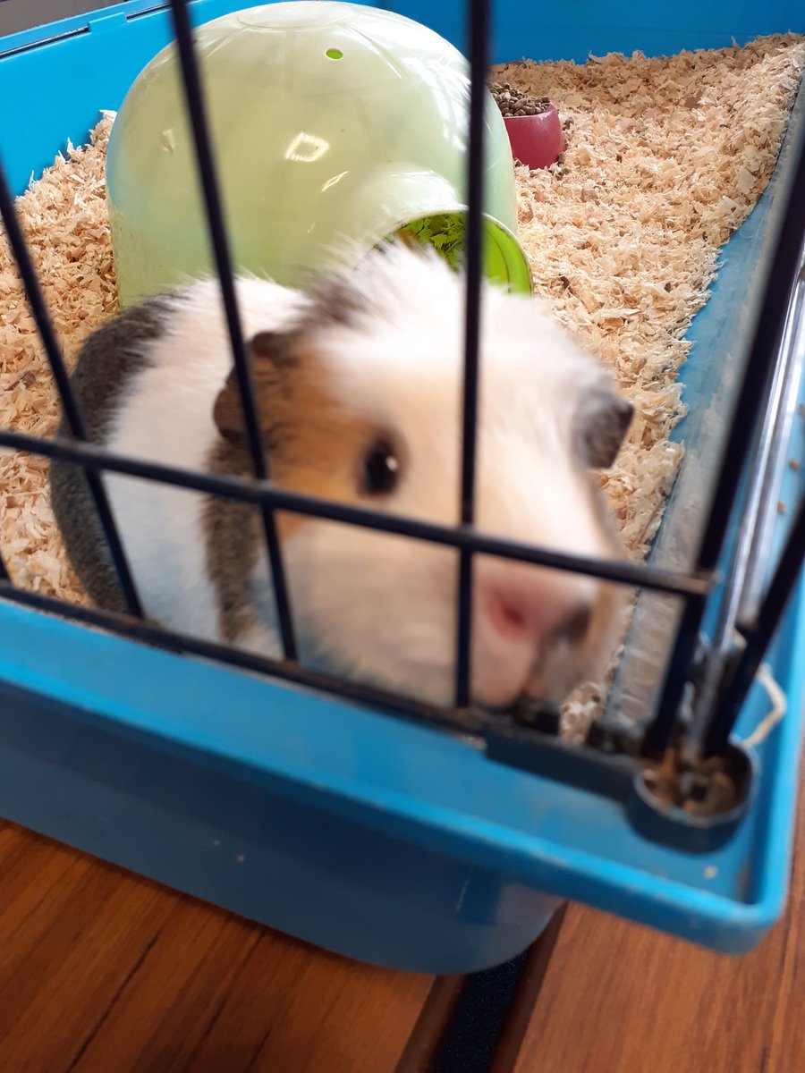 temporary guinea pig cage