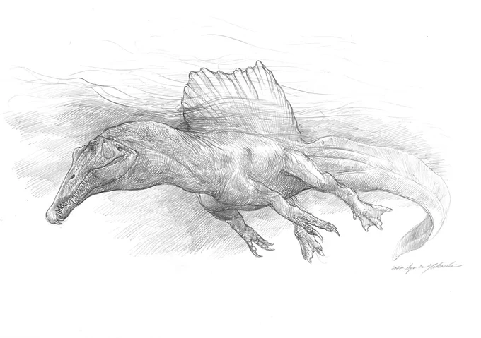 スピノサウルスの新復元のラフスケッチ。Rough sketch of a new Spinosaurus restoration#spinosaurus #スピノサウルス  