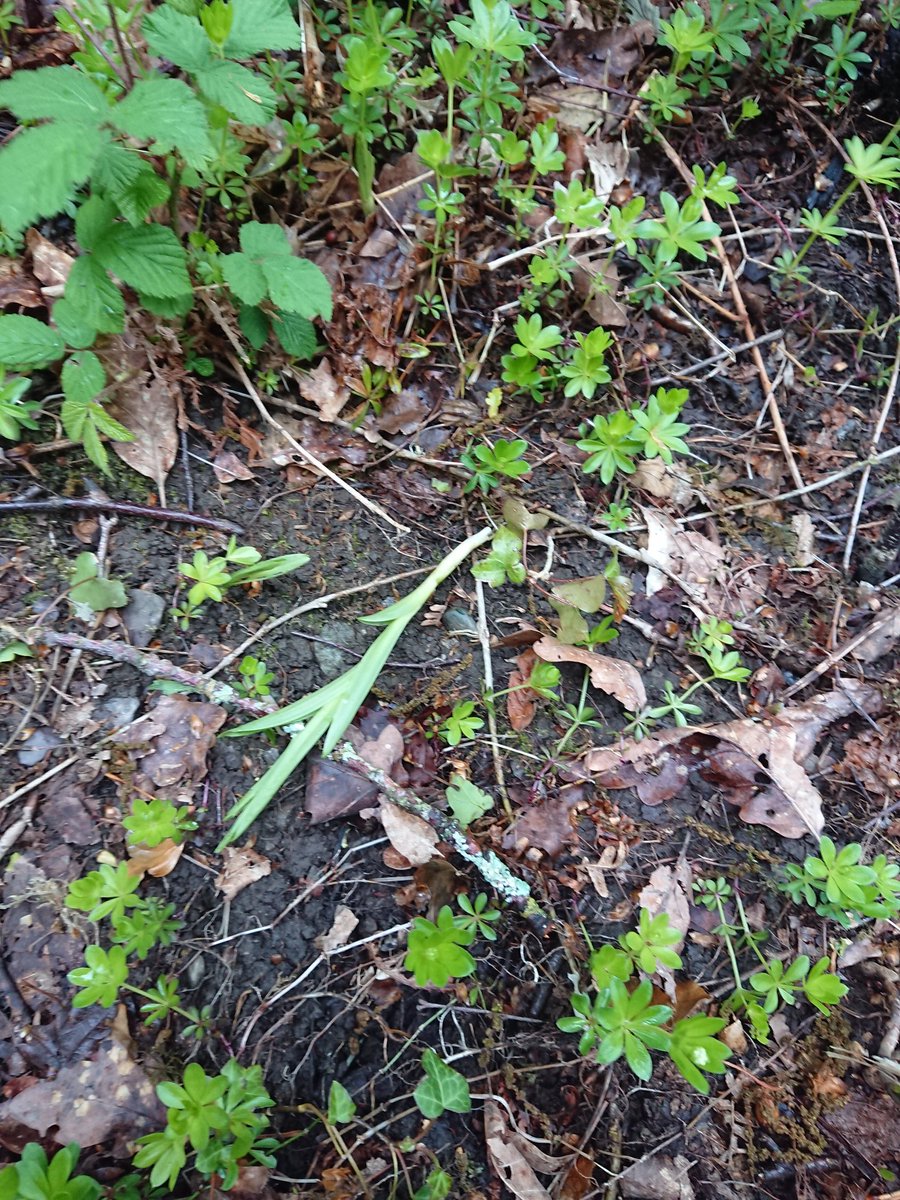 fossilplants's tweet photo. Really 'bleeped' off right now. Some blind, selfish sod has been into the Cephalanthera conservation area to take some cut wood and trampled the largest of the emerging plants. I had hoped not to have to put fences and signs up but alas its now got to happen. #Llanberis https://t.co/HQtLkPxePP