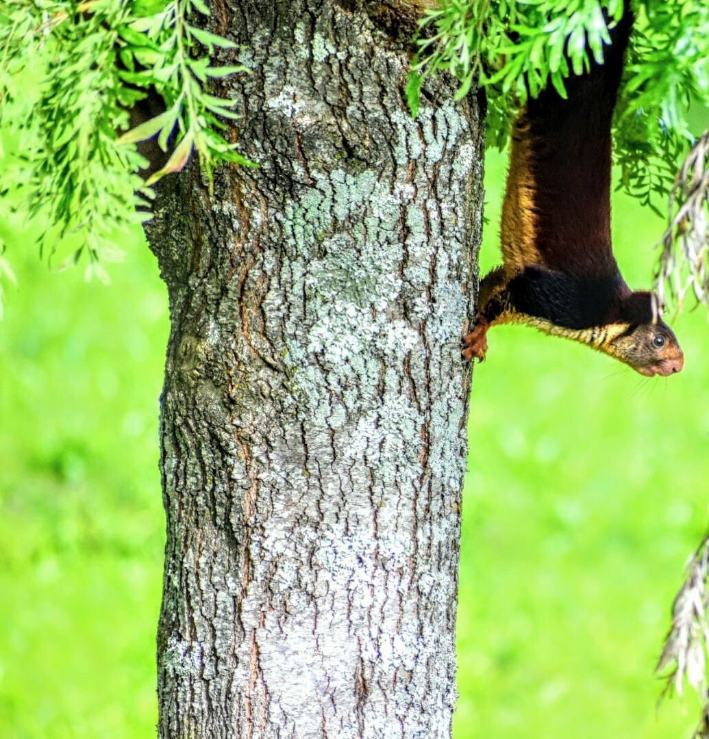 RajivKrishnaS's tweet photo. Malabar Squirrel 🐿 photo shot by my cousin in the #Nilgiris ⁦@ParveenKaswan⁩ ⁦@supriyasahuias⁩ https://t.co/gffvOtQEmD