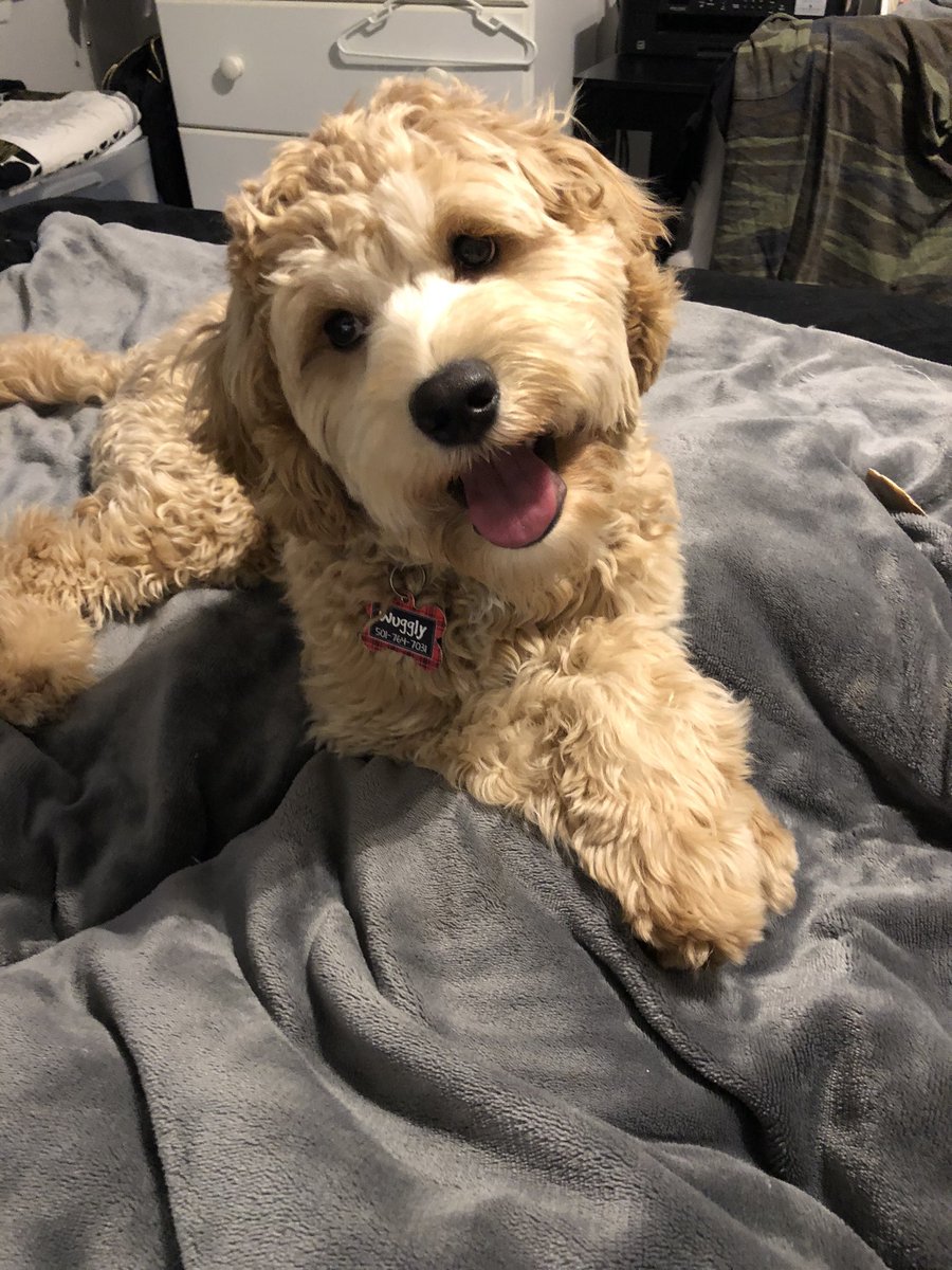 Melodieemoore's tweet photo. *cue my baby voice*

Me: I wuv you so much baby boy!!!❤️
My dog: 🐶 
Me: Do you love me too??!?! ☺️
My dog: 🐶🤔
Me: You are so stinking cute!!!!😍
My dog: 🐶🤔
Me: Do you think I’m cute, like I think you’re cute?!?🙈
My dog: 🐶😛 *cue head tilt* https://t.co/P7ytCrrowq