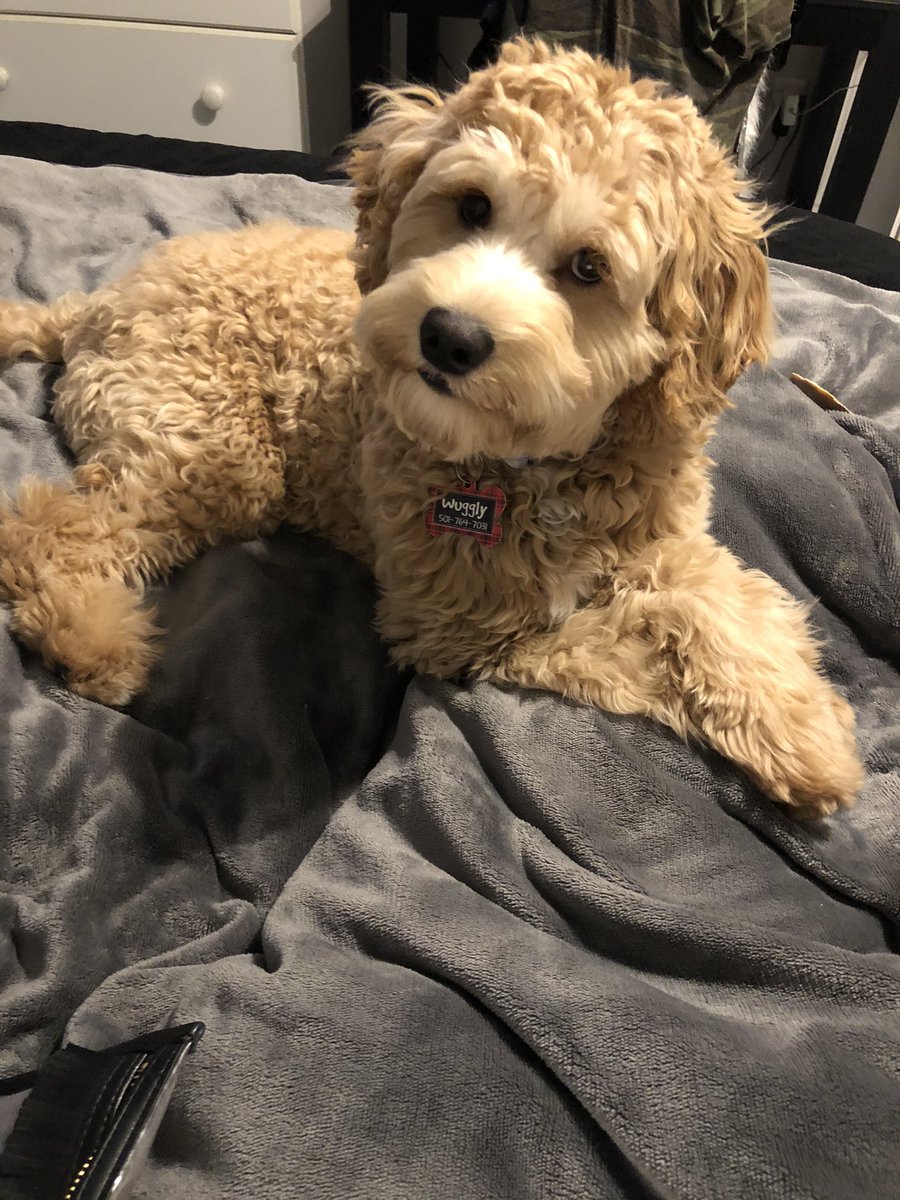 Melodieemoore's tweet photo. *cue my baby voice*

Me: I wuv you so much baby boy!!!❤️
My dog: 🐶 
Me: Do you love me too??!?! ☺️
My dog: 🐶🤔
Me: You are so stinking cute!!!!😍
My dog: 🐶🤔
Me: Do you think I’m cute, like I think you’re cute?!?🙈
My dog: 🐶😛 *cue head tilt* https://t.co/P7ytCrrowq