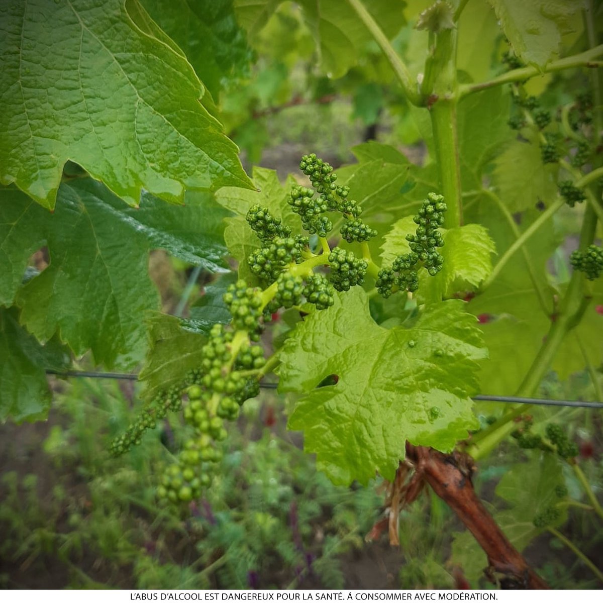 Castel Châteaux & Grands Crus tweet media