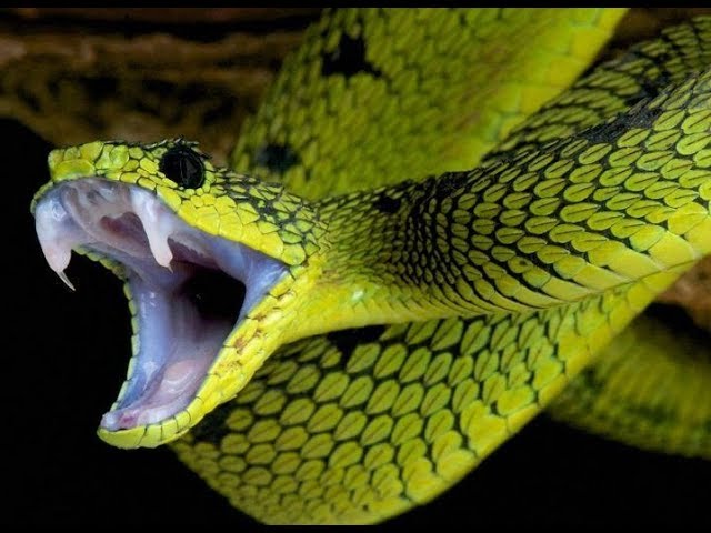 Logomaker20's tweet photo. Check out my latest video "How Venom is Extracted from Snakes|King cobra|Cobra  snake  teeth  extracted  #snake#kingcobra"

Watch Now: https://t.co/6KjiwpEP9s

#Rishi_Kapoor
#india
(Posted via https://t.co/N1yzsRzL8s) https://t.co/9pfGOZnNxt