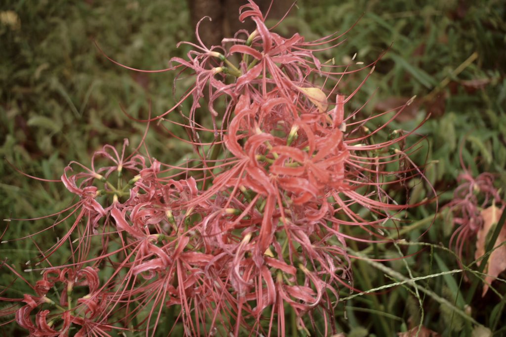 にっし 彼岸花って 別れ 死 諦め のイメージが強すぎるんだけど 他の花言葉 には 再開 また会う日を楽しみに 思うはあなた一人 とあったりして凄く好きな花 離れる って時に起きてしまった 強い情動に対しての願望がたくさん詰まってる
