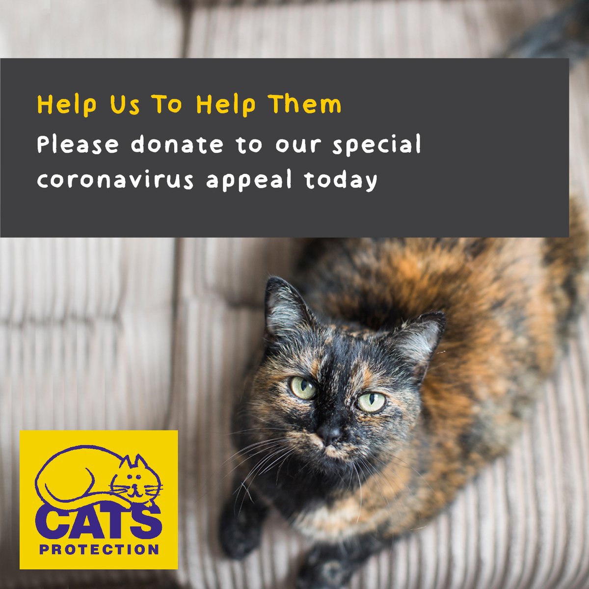 CP_StHelens's tweet photo. Any donation, large or small, will help us continue to care for the many cats and kittens we look after here at St Helens Adoption Centre. Please donate whatever you can and help us to be #HereForTheCats https://t.co/j1rlnrTUIp https://t.co/IvJDx7vbGE