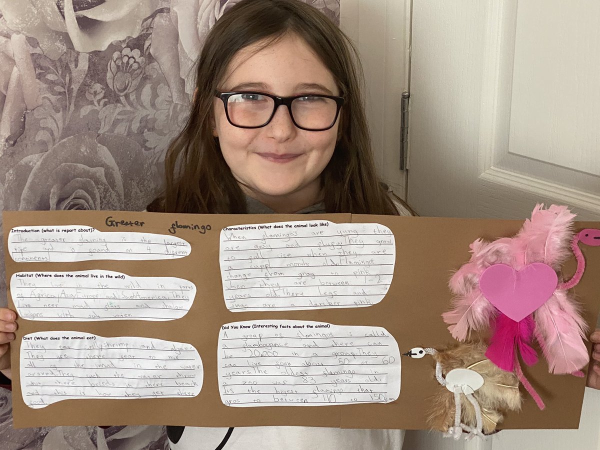 KWeb_ft_MissK's tweet photo. Katelyn always has to take things to the extreme - there are feathers everywhere but she’s delighted with her finished report on Flamingos 🦩 @SchoolHillside1 #P3HHillside https://t.co/vVaNmqFM9P