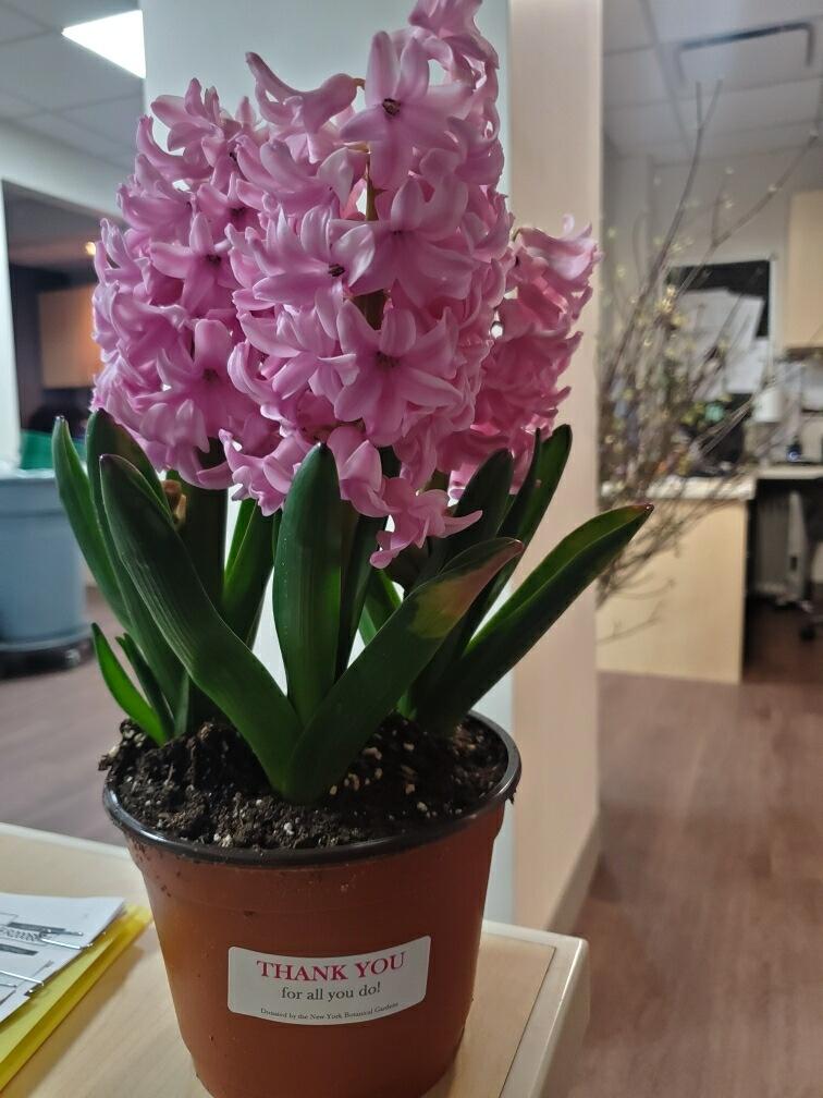 Montefiore Health System tweet media