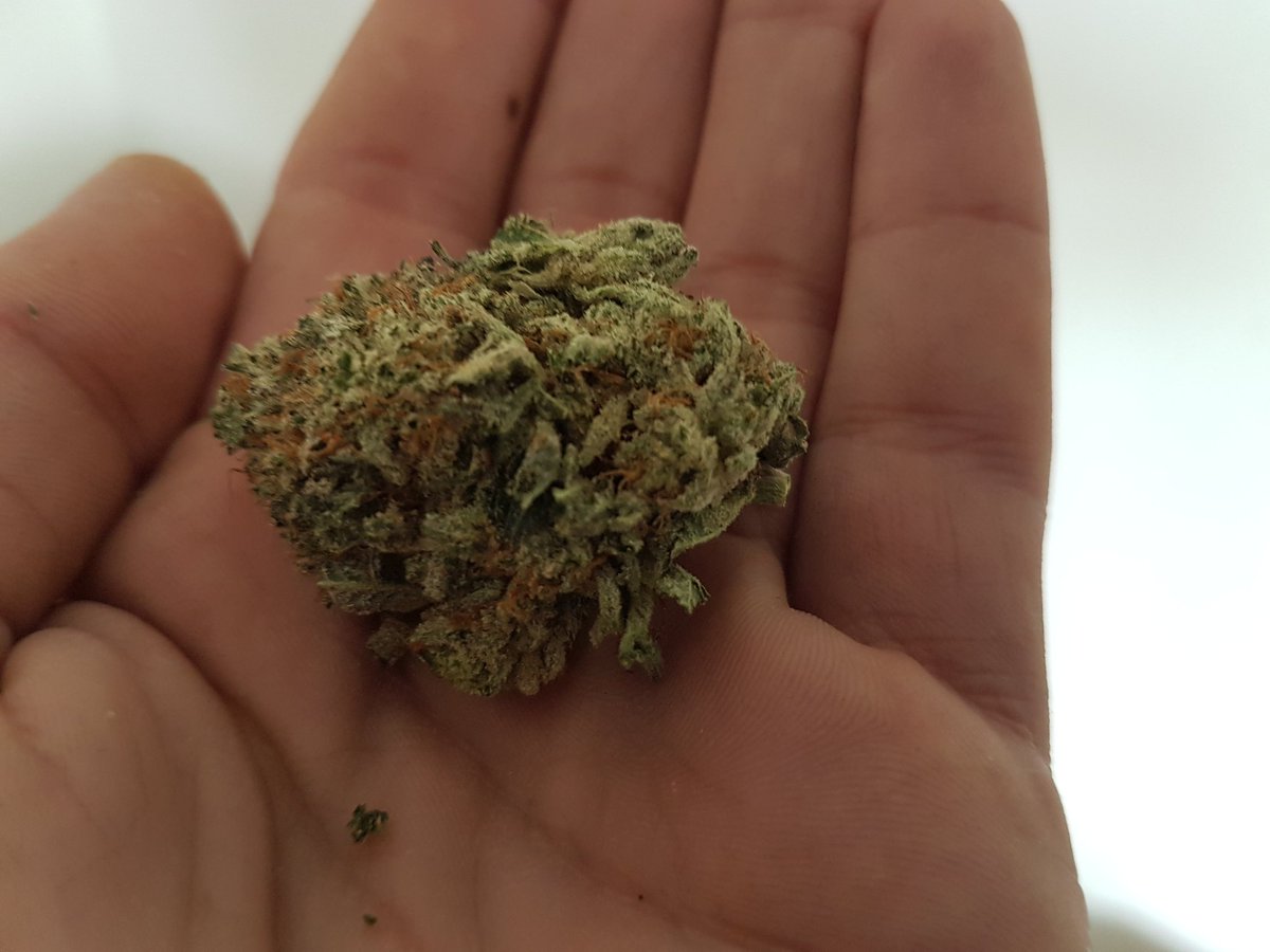 Some absolute banging #stardawg got off my man #gradeA once again got a half oz and another half of something new on way to 
#Birminghambuds #greatbarrganja #weedporn #stayhomestayhigh #stonercommunnity #cannabisculture 
#jaybeesgotflavors