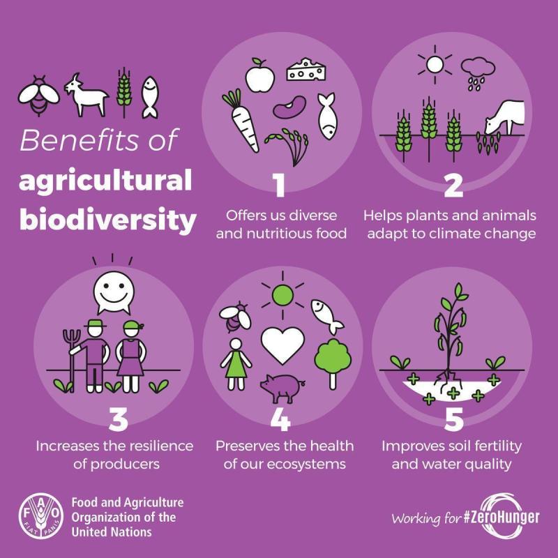 EmmanuelFaber's tweet image. Thank you @FAO for this urgent reminder. No protection of wildlife biodiversity nor resilience of human food systems without a radical new approach to agricultural biodiversity. Let’s start, now! #RegenerativeAgriculture #OP2B #OnePlanetOneHealth