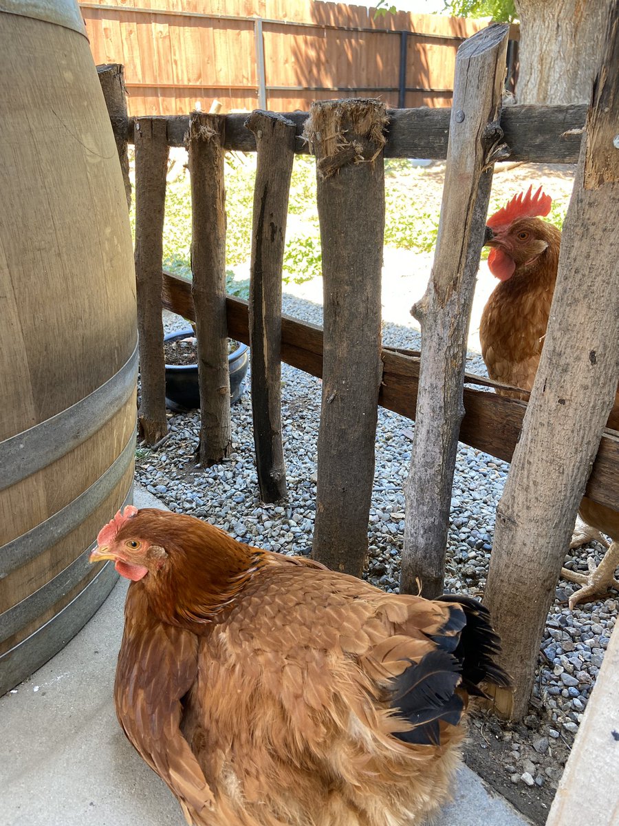 My humans got some new dogs. Something about quarantine? Idk but they are nice. #chicken #backyardchickens #NewNormal #hobbies #dogsoftwitter #chickensoftwitter