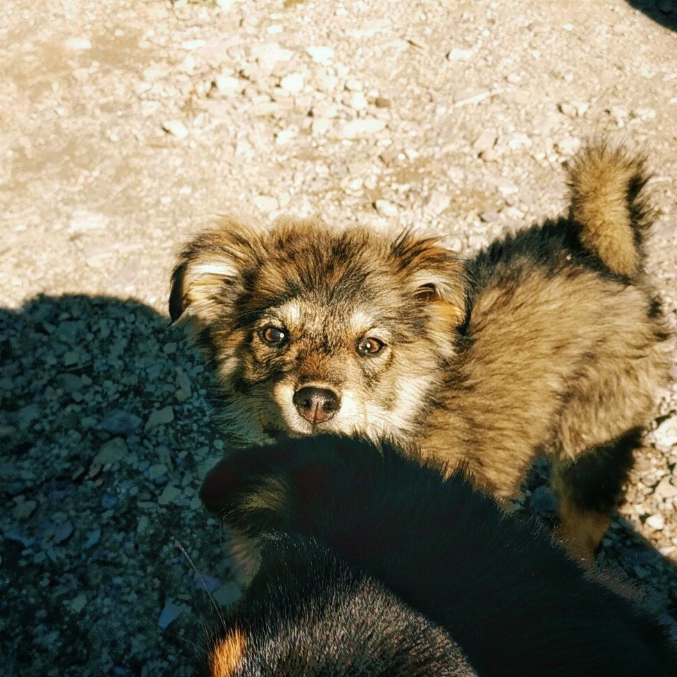 MDisoriya's tweet photo. Those eyse
#PictureOfTheDay #Picrew #Dog #bootiya #himalyandog #doglovers #pup #puppylove #photography #mobilephotography #shotononeplus https://t.co/mBUEYQkkfR