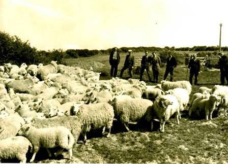 lleynsheep's tweet photo. Golden Memories Thursday - The Lleyn Sheep Society is 50 years old, here are some photos. Share your Lleyn photo memories from the past 50 years. https://t.co/z1G5KnkOF8  #lleynsheepphotos #goldenmemories #50yearsold #happybirthday #lleynsheep https://t.co/RNmu2tEvum