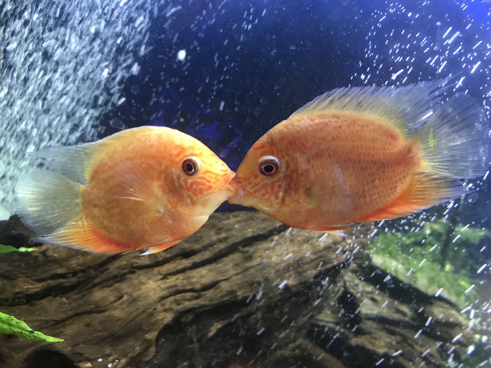 N 仕事終わったー これ喧嘩なんですけど中々エロないですか ていうかこれは愛のキス にしか見えへんよ笑笑 シクリッド喧嘩 レッドスポットゴールデンセベラム アクアリウム 熱帯魚 T Co Mzrhaqoqak Twitter
