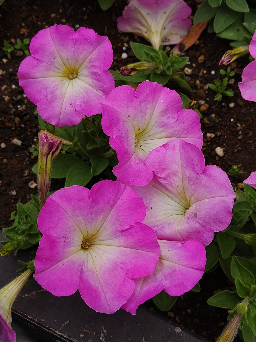 くーちゃん ペチュニア Petunia Hybrida 八王子駅北口の放射線通りのプランターの とても綺麗なペチュニアの花 ちなみに ペチュニアの和名は ツクバネアサガオ 衝羽根朝顔 と言います