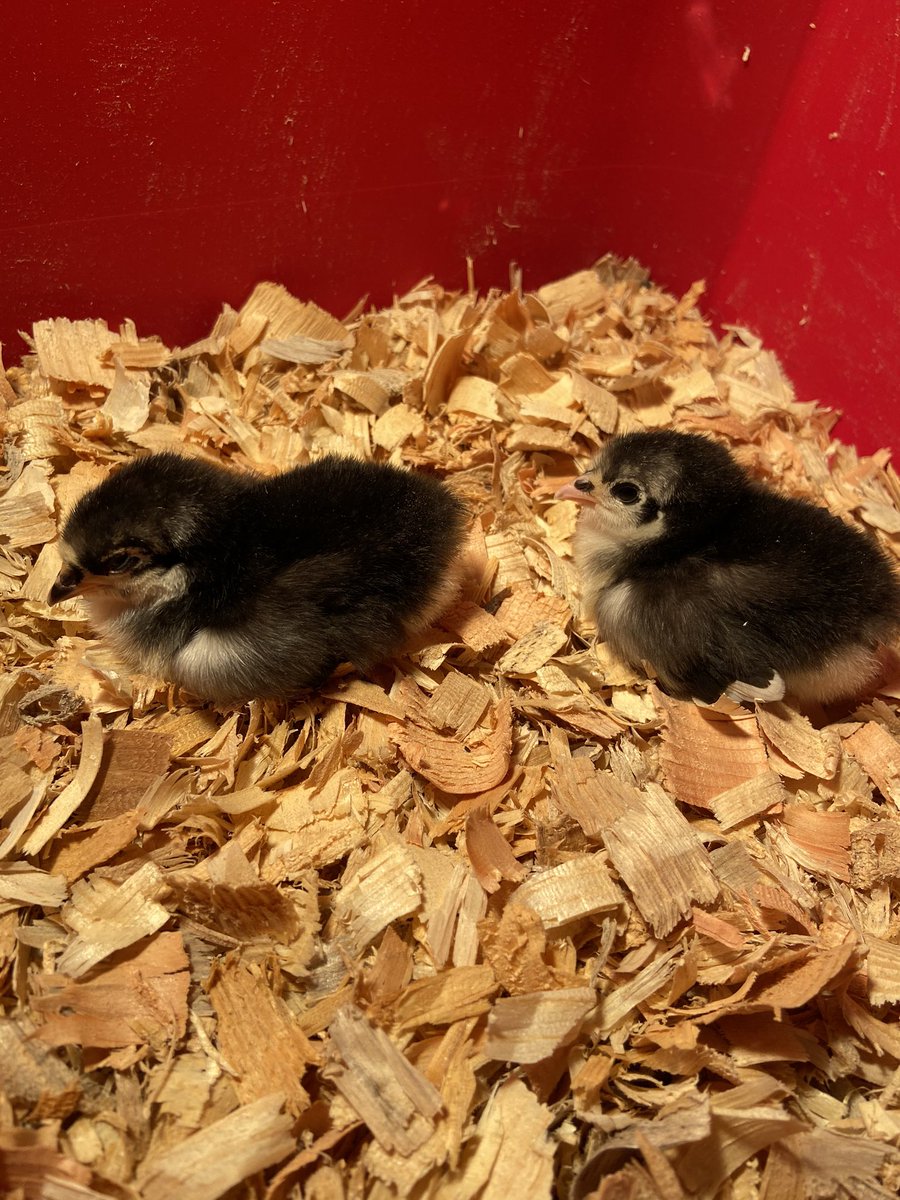 They got puppies too. Again I’m not sure of the breed but they are nice. #dogsoftwitter #chicks #babychicks #homestead #happy #chickenrun