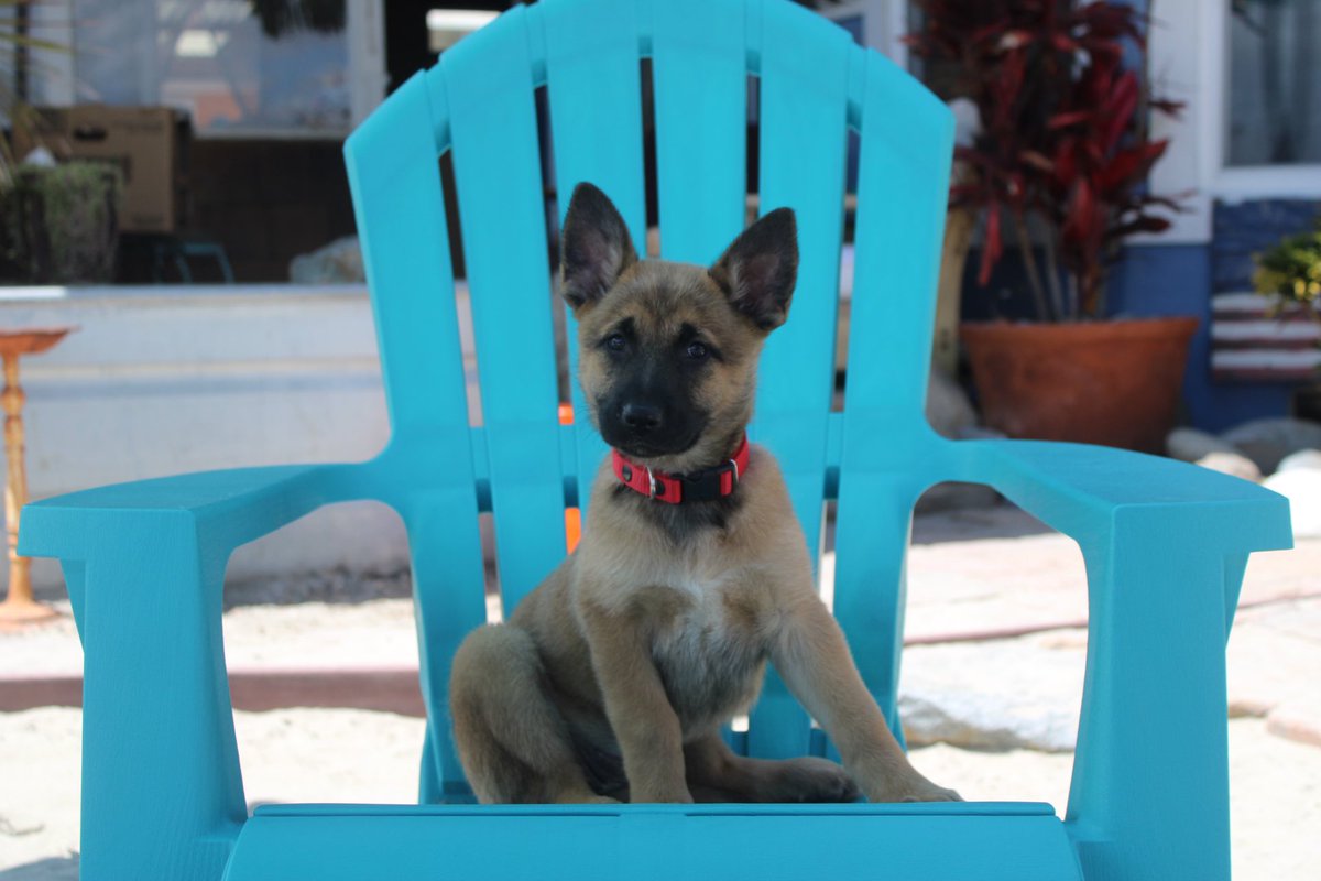 thisiskitsy's tweet photo. @popbuzz @catmwarner I have been fostering puppies that we rescued from Mexico! Also @catmwarner always brings a smile to my face when I watch Pop Buzz Guide! https://t.co/TAyo762fVy