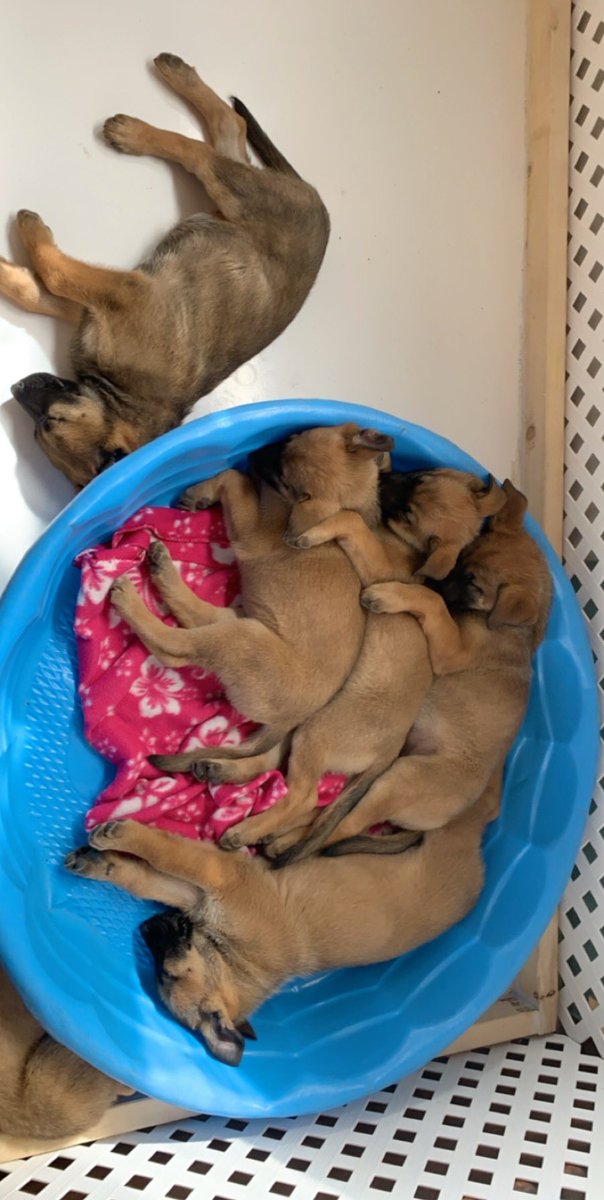 thisiskitsy's tweet photo. @popbuzz @catmwarner I have been fostering puppies that we rescued from Mexico! Also @catmwarner always brings a smile to my face when I watch Pop Buzz Guide! https://t.co/TAyo762fVy
