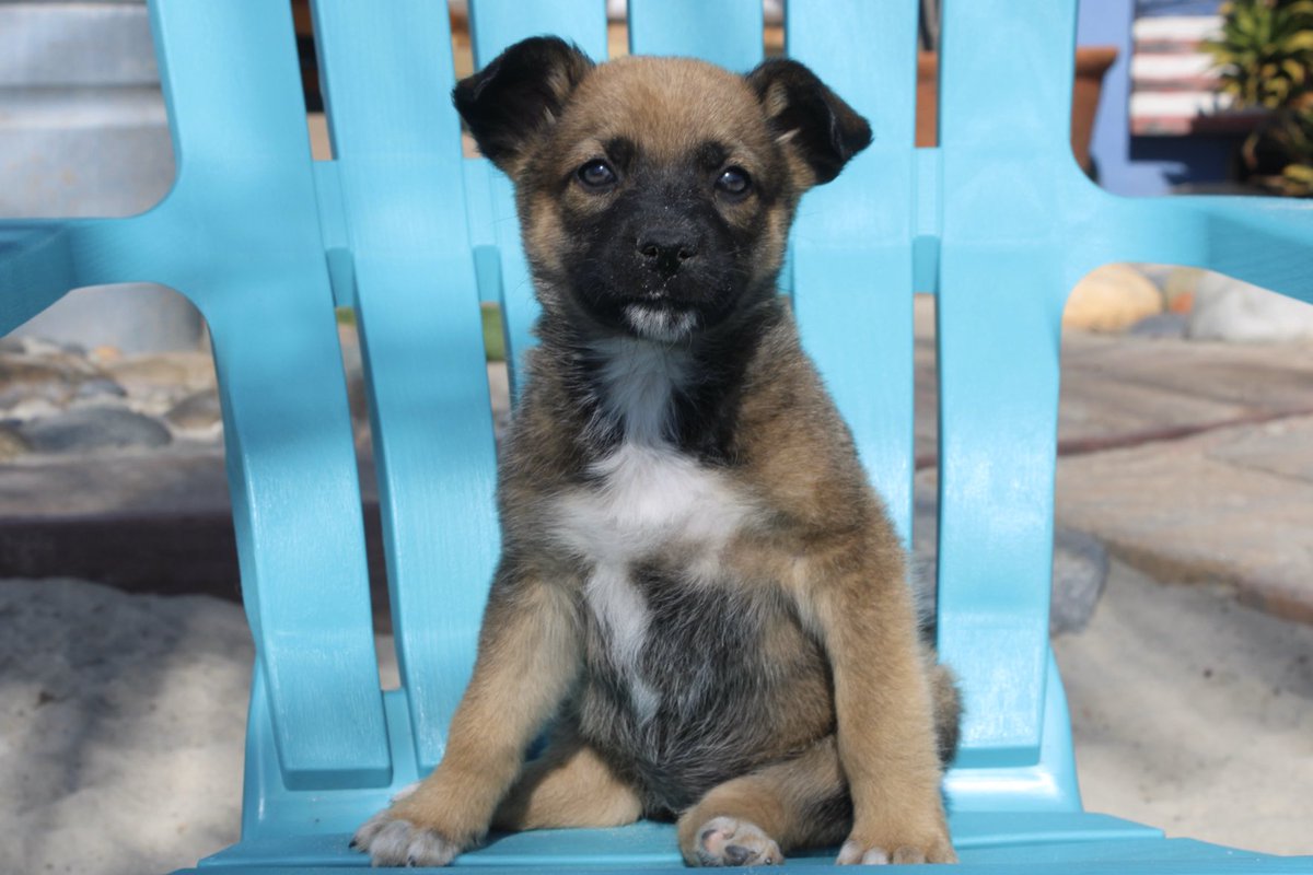 thisiskitsy's tweet photo. @popbuzz @catmwarner I have been fostering puppies that we rescued from Mexico! Also @catmwarner always brings a smile to my face when I watch Pop Buzz Guide! https://t.co/TAyo762fVy