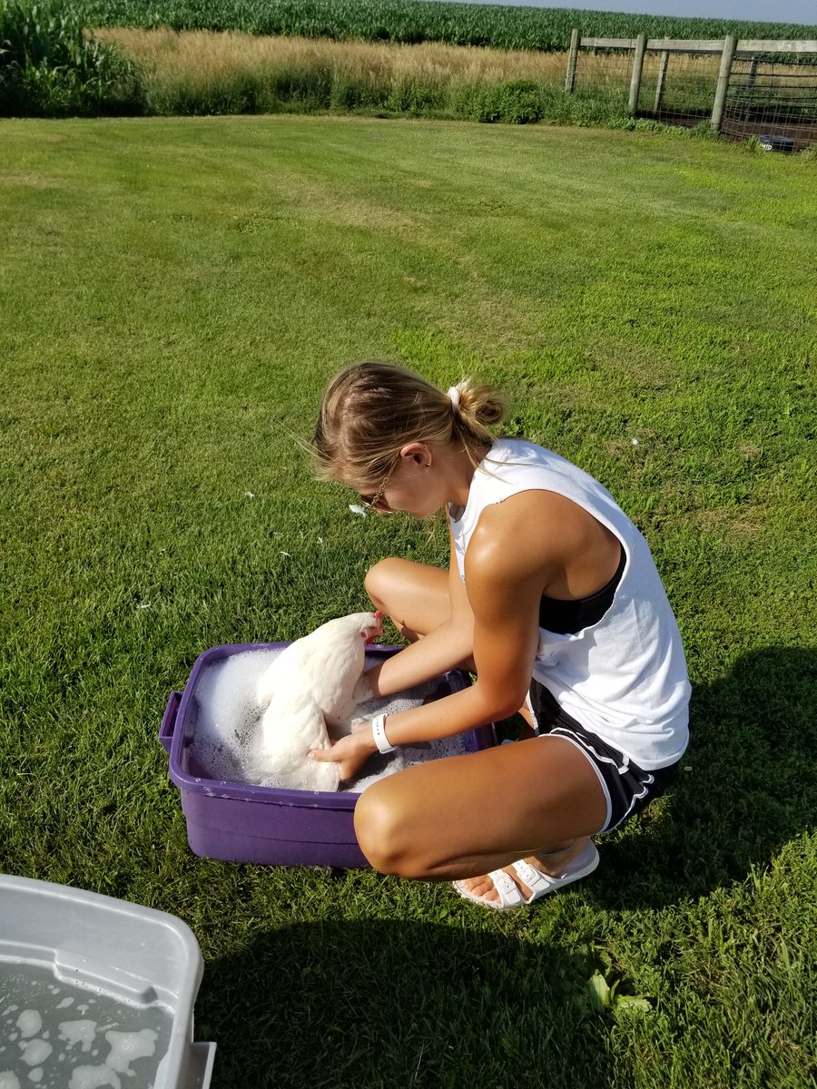ROWVAFFA's tweet photo. @ROWVAFFA has a State Champion. Taylor Main was selected the Illinois FFA State Proficiency Award Winner in Poultry Production. Previously selected as the Chapter, Section and District winner she will begin the National FFA Award selection process in June. #rowvastrong @otfarms https://t.co/CfdAeMZxCI